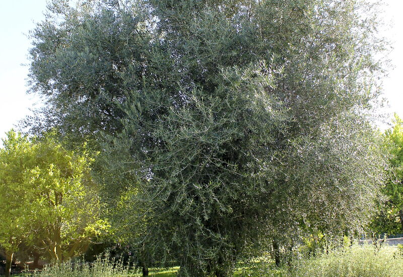 Villa Naxos: Aktiviteter, Balkong / terrasse / uteplass, basseng, Eksteriør, Fasiliteter, Hage, Hovedinngang, Mennesker, Sommer, Vår, Velferd