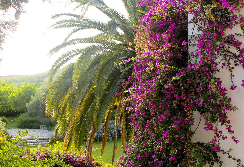Villa Naxos: Aktiviteter, Balkong / terrasse / uteplass, basseng, Eksteriør, Fasiliteter, Hage, Hovedinngang, Mennesker, Sommer, Vår, Velferd