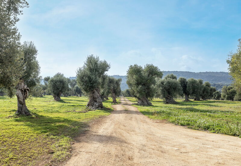 Villa Carratelli: Activities, Amenities, Balcony / Terrace / Patio, Building Exterior, Facilities, Garden, Main Entrance, Spring, Summer, Wellness