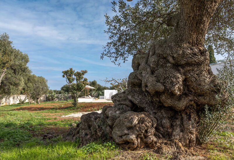 Villa Carratelli: Activities, Amenities, Balcony / Terrace / Patio, Building Exterior, Facilities, Garden, Main Entrance, Spring, Summer, Wellness